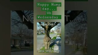 Happy HUMP DAY... UHHH WEDNESDAY 🙄😛🤣😜