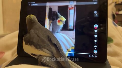 Cute Cockatiel Jojo Sings to His Portrait! 🐦🎤 | Adorable Bird Serenade
