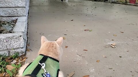 Domestic Cat on Leash meets a Stray Cat