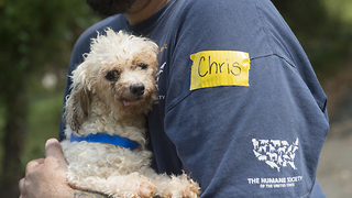 Nearly 130 animals rescued from dark, damp conditions inside wire cages