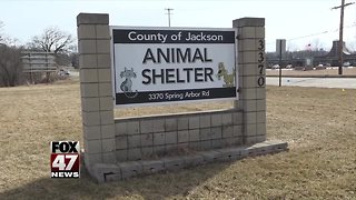 Animal shelter looking for adopters after seizing more than 20 animals from home
