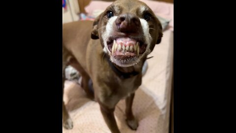 This Dog Has The Best Smile You Have Ever Seen