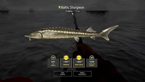 Russian Fishing 4 Ladoga Archipelago Baltic Sturgeon 12 . 046 Kg