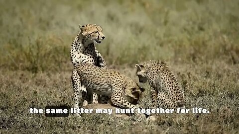 "Cheetahs Unleashed: 10 Astonishing Facts About the Fastest Cats on Earth!"