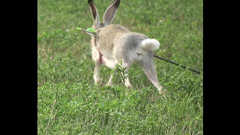 Bow hunting rabbits