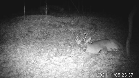 Whitetail Buck Naps During Rut