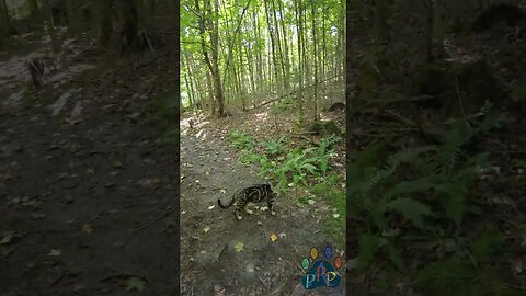 Cats play tag in the forest.