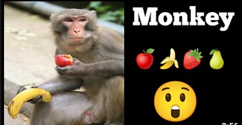 Funny Monkey Eating video|| Best Funny Monkey video 2022||@Zeus Pets⚡