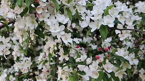 Two Minutes of Buzzing Bees and Crabapple Trees