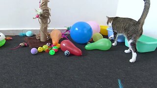Cat Is Curious about Balloons
