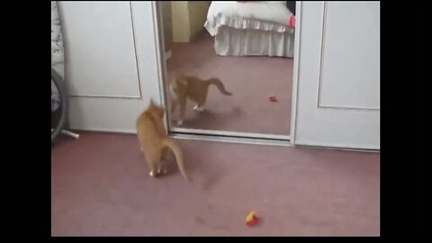 Funniest Cat- Funny cats - Cats videos Compilation. Video # 44