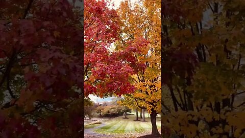 🍁Autumn is beautiful. 🍁 El otoño es hermoso.🍁 #shorts #youtubeshorts #inspiration