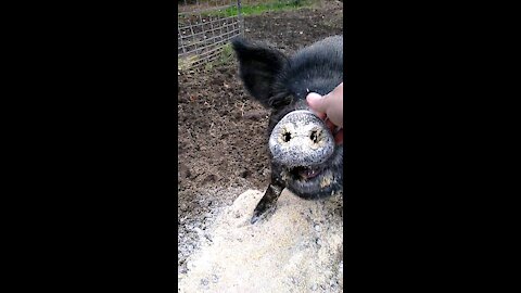 Pigs Evening Meal 10/1/2020