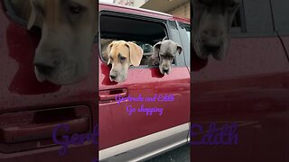 Mom can we?? #dogs #love #happy #shortsvideo #dog #kids #like #doglover #lovebug #viral #tiktok