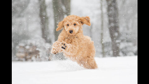 Dogs playing in the snow