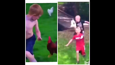 Funny chickens and roosters Chasing kids and adults funny videos compilation 2020