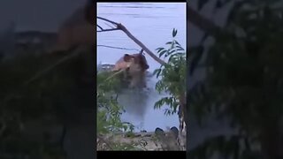 Wild Dogs Hunt Down Impala In The Water