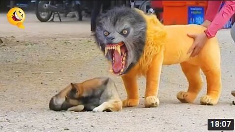 Troll Prank Dog Funny & fake Lion and Fake Tiger Prank to Dog & Huge Box PRANK to Dog