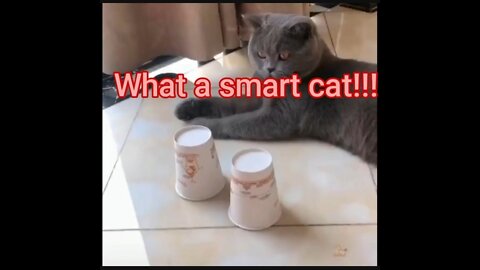 What a smart cat!!!