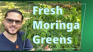 Fast & Fresh Moringa Greens Shipped from Certified Growers | Enjoy The Power of Plant Based Protein