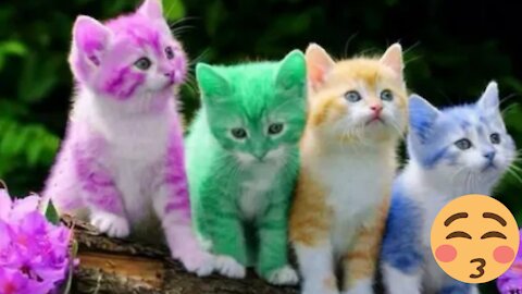 Tiktok cute cats funny videos 🤣🐈😹 Dp nadeeshani