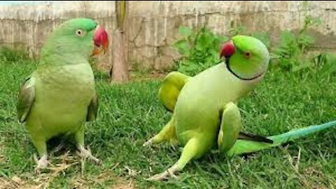 funky and funny parrot