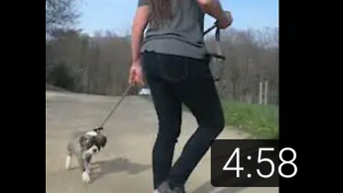 Training Heel With An 8 wk Alapaha Puppy