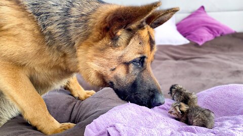 German Shepherd Meets Newborn Kittens for the First Time!