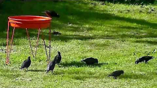 IECV NV #46 - 👀 House Sparrows Drinking Out Of The Birdbath🐤🐤& European Starling Fighting 6-2-2014