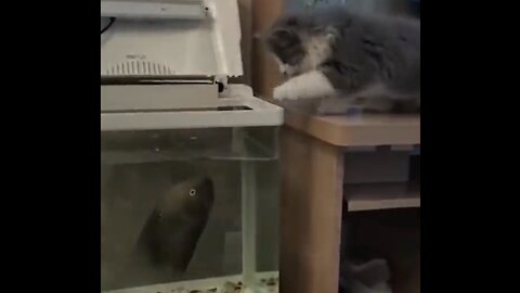 The Fish Taught A Good Lesson To The Cat Who Harassed The Fish
