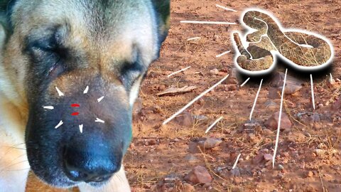 Our Dog Was BITTEN by a Rattlesnake! The Dangers Of Living Off-Grid In The Desert