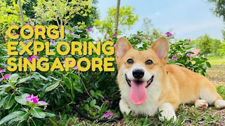 Shinji The Corgi- Exploring Singapore. Kallang Riverside Park