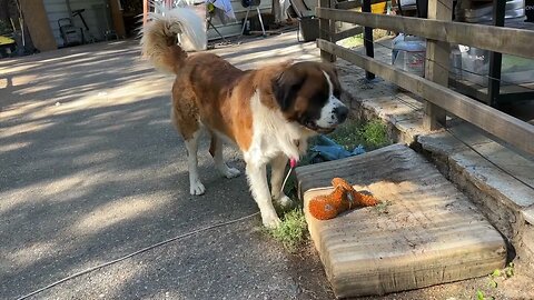 Donnie identifies as a lion when a bear comes on our property. Grerrrrreee