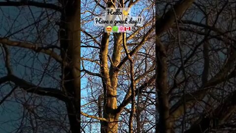 Black Squirrel on a Tree | Edwards Gardens😍🍀🌸🇨🇦 | Greetings | Uplifting shorts |Journal