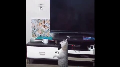 Amazing Cat fun 2