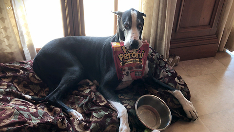 Katie the Great Dane Poses with her Bag of Treats
