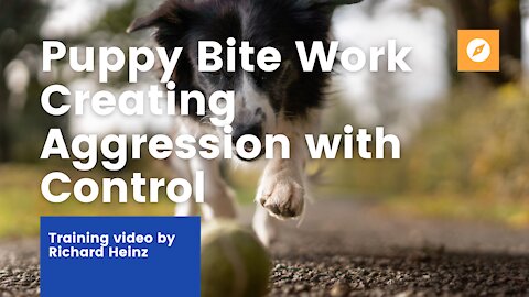 Puppy Bite Work - Creating Aggression with Control