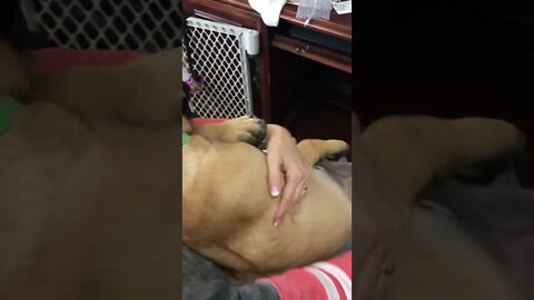 How to dremel puppy nails. LonelyCreek bullmastiff