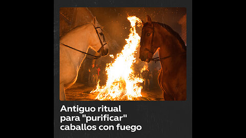 Caballos saltan sobre hogueras en un ritual anual español