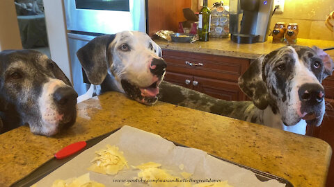 Five Fabulous Funny Great Danes Enjoy A Cheese Party