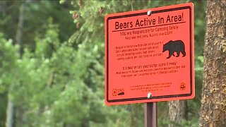 Camper shoots and kills a bear in Boulder County after it threatens him and dog