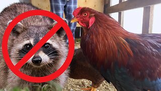 Don't Let Predators Kill Your Chickens!