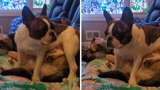 Pup Has No Regrets While Sitting On Top Of Another Dog