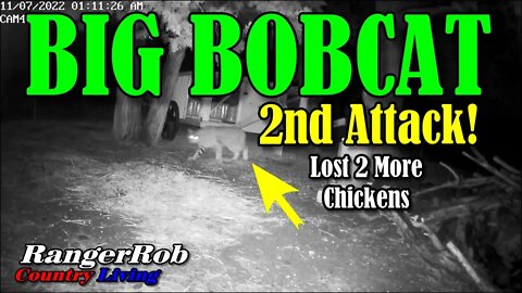 2nd Bobcat Attack, Lost 2 More Chickens, Central Oregon (CRR), Live Video