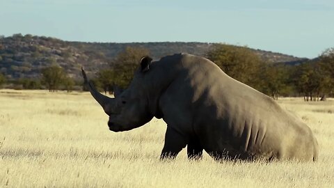 WILD NAMIBIA E08 - SPECTACULAR WHITE AND BLACK RHINO SIGHTING - MIKE KAMERIKA and ABIGAIL GUERIER