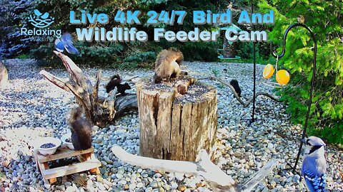 LIVE 24/7 Indiana Bird And Wildlife Feeder Cam [Now With Audio]