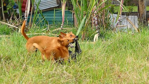 Mother Dog and Cute Puppy Happy and Meaningful Moment of Animal Family