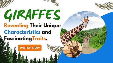 Giraffes, Revealing Their Unique Characteristics and FascinatingTraits.