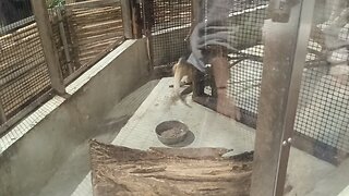 Aardvark in Ueno Park Zoo