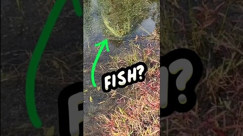 Mystery Fish?! What's in this mess? #bassfishing #fishing #shorts
